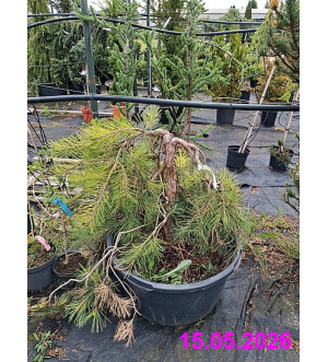 Pinus densiflora 'Pendula' C 90 L